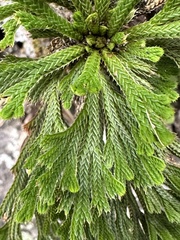 Selaginella tamariscina