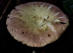 Russula lotus