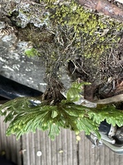 Selaginella tamariscina