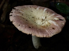 Russula lotus