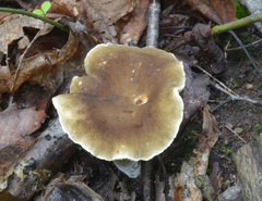 Lactifluus gerardii