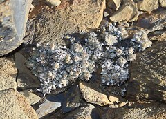 Trichodiadema marlothii