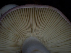 Russula lotus