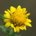 Chrysanthemum - Photo Δεν διατηρούνται δικαιώματα, uploaded by 葉子