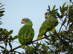 Amazona brasiliensis