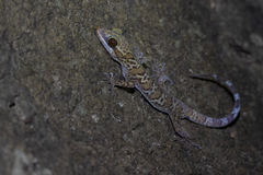 Cyrtodactylus tigroides