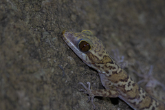 Cyrtodactylus tigroides