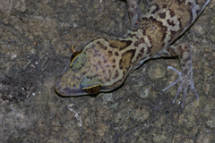 Cyrtodactylus tigroides