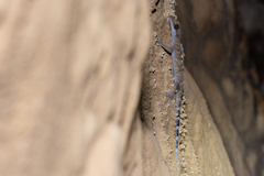 Cyrtodactylus tigroides