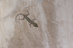 Cyrtodactylus tigroides