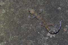 Cyrtodactylus tigroides