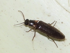 Phanophorus perspicax