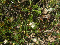 Myrceugenia lanceolata