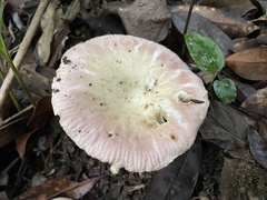 Russula lotus