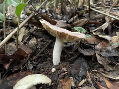 Russula lotus