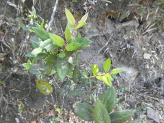 Gaultheria insana