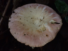 Russula lotus
