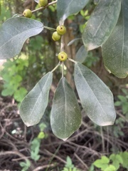 Ficus craterostoma