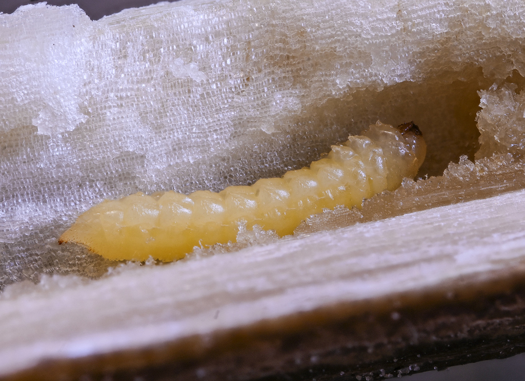Mordellistena brunneispinosa