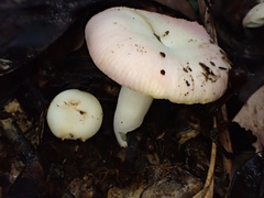 Russula lotus