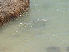 Ellochelon vaigiensis