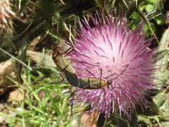 Dysdercus nigrofasciatus