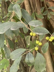 Ficus craterostoma