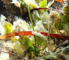 Halophila