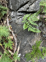 Davallia griffithiana