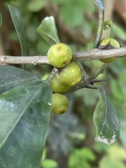 Ficus craterostoma