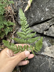 Davallia griffithiana