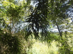 Podocarpus salignus