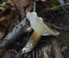 Lactifluus gerardii