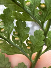 Davallia griffithiana