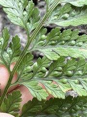 Davallia griffithiana