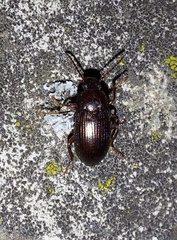 Nalassus dermestoides