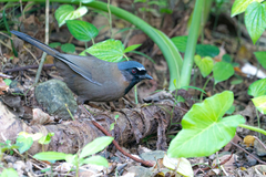 Pterorhinus chinensis