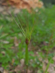 Aegilops geniculata