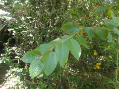 Nothofagus alessandrii