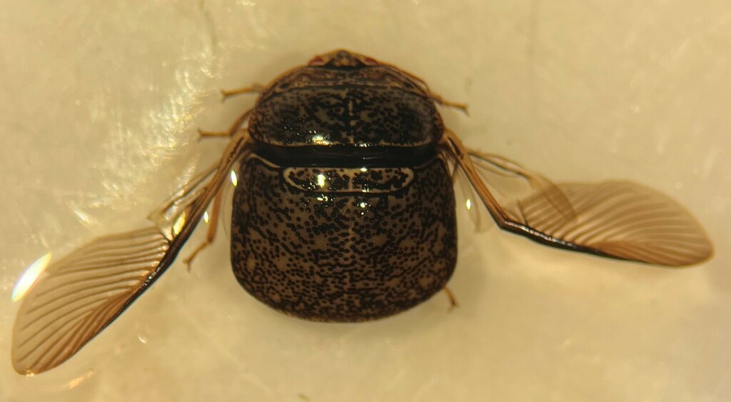 Kudzu Bug from Lafayette County, MS, USA on September 29, 2022 by ...