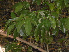 Aextoxicon punctatum