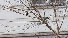 Parus major