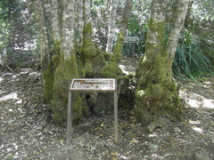 Nothofagus alessandrii