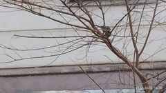 Parus major