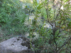 Metrosideros stipularis