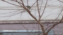 Parus major