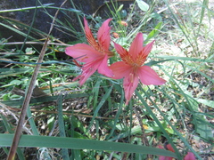 Alstroemeria ligtu ligtu