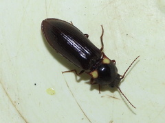 Phanophorus perspicax