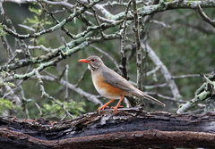 Turdus libonyana