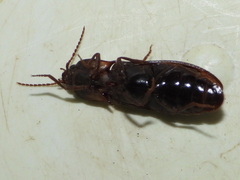 Phanophorus perspicax